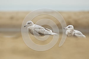 Iceland gull Larus glaucoides photo