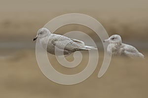 Iceland gull Larus glaucoides photo