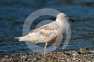 Iceland Gull resting at seaside