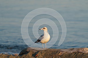 Iceland Gull resting at seaside