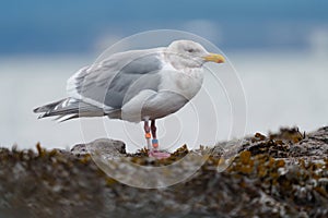 Iceland Gull resting at seaside