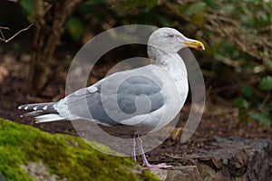 Iceland Gull resting at seaside