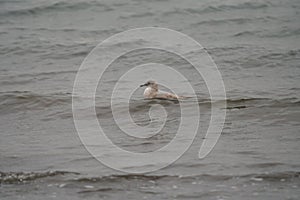 Iceland Gull resting at seaside