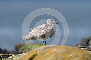 Iceland Gull resting at seaside photo