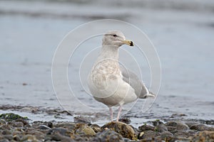 Iceland Gull resting at seaside photo