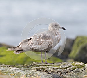 Iceland Gull resting at seaside photo