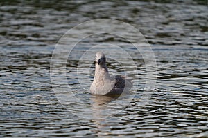 Iceland Gull resting at seaside photo