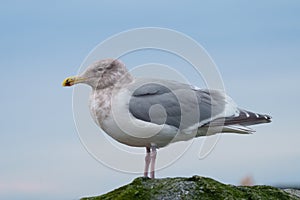 Iceland Gull resting at seaside photo