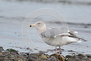 Iceland Gull resting at seaside photo