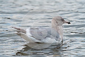 Iceland Gull resting at seaside photo