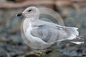 Iceland Gull resting at seaside photo