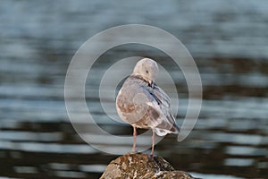 Iceland Gull resting at seaside photo