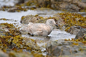 Iceland Gull taking a bath at seaside photo