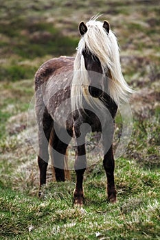 Iceland horse