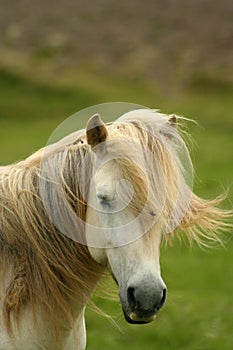 Iceland horse