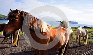 Iceland Horse