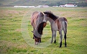 Iceland horse and colt in large field