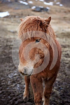 Iceland horse portrait