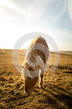 Iceland Horse during Sunset at southern Icelandic Coast - Iceland Pony