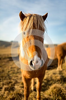 Iceland Horse during Sunset at southern Icelandic Coast - Iceland Pony