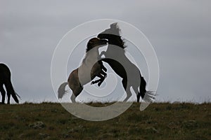 Iceland horses