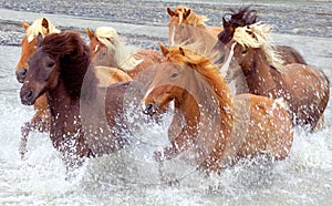 Islanda cavalli 