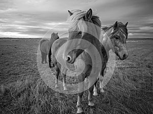 Iceland Horses Black White Photo