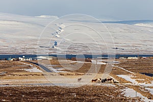 Iceland horses and icelandic landscape, winter in Iceland