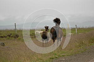 Iceland horses with nobody around