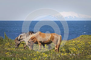 Iceland: Horses on pasture