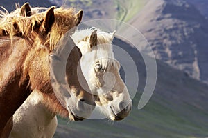 Iceland Horses, Red Dun and Silver