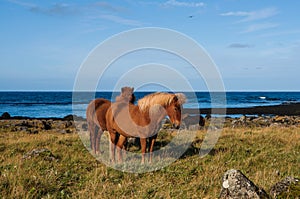 Iceland Horses at the Stafnesviti Lighthouse on Reykjanes Peninsula, Iceland