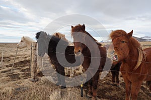 Iceland horses