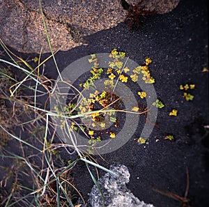 Iceland, plants in black sand