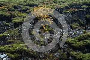Iceland landscape of Thingvellir National Park
