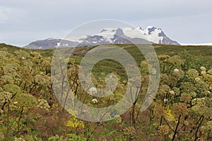 Iceland landscape background green with sky photo
