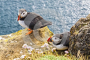 Iceland, Latrabjarg cliffs - wildlife.