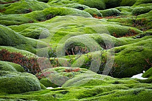 Iceland Lava Field