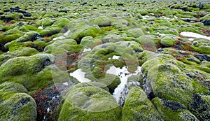 Iceland Lava Field
