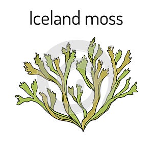 Iceland moss Cetraria islandica , medicinal plant
