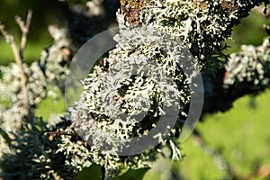 Iceland moss lichen photo
