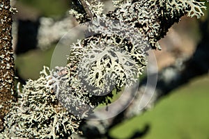 Iceland moss lichen photo