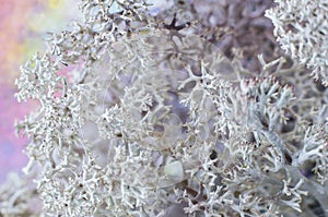 Iceland moss macro photo