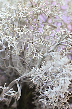 Iceland moss macro photo