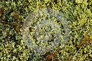 Iceland moss in taiga forest