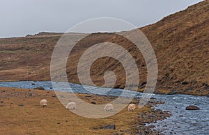 Iceland Nature. Sheeps and River Water.