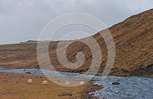 Iceland Nature. Sheeps and River Water.