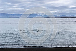 Iceland, Northwest Coast, Huna Fjord, Black Sand Beach View, overcast autumn day, flock of birds floating on the water