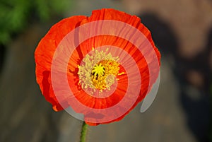 Iceland poppy