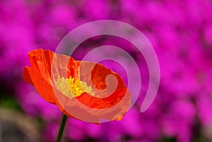 Iceland poppy